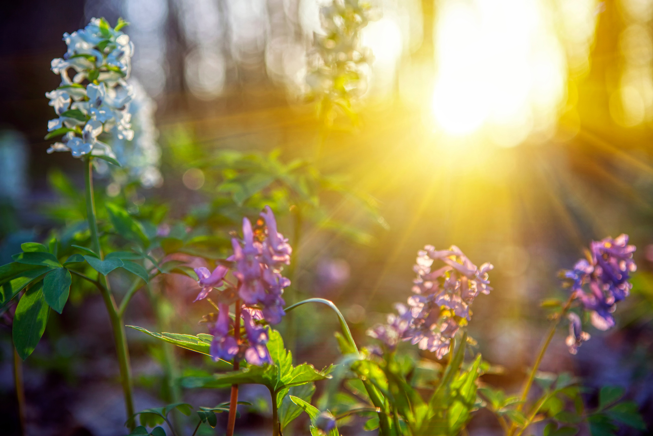 spring nature sunrise